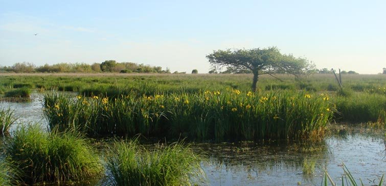 MARAIS DE BRIERE